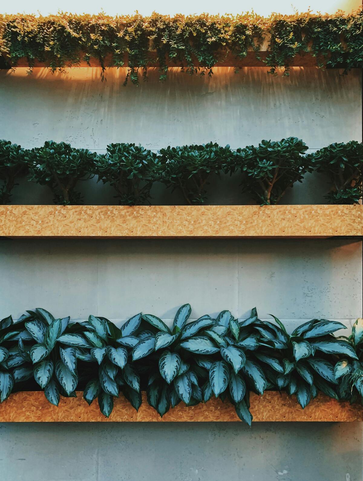 Creating a Vertical Garden: Bring Greenery to Small Spaces